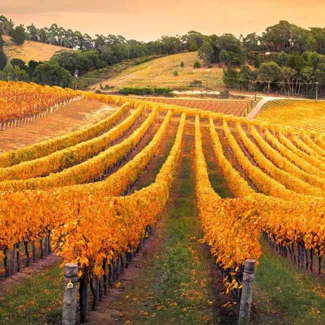 The Best Wineries in the Barossa Valley: A Wine Lover’s Guide