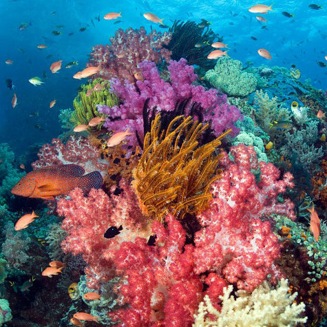 A First-Timer’s Guide to the Great Barrier Reef