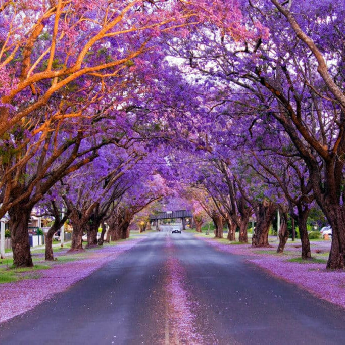 A Local’s Guide to Brisbane’s Suburbs