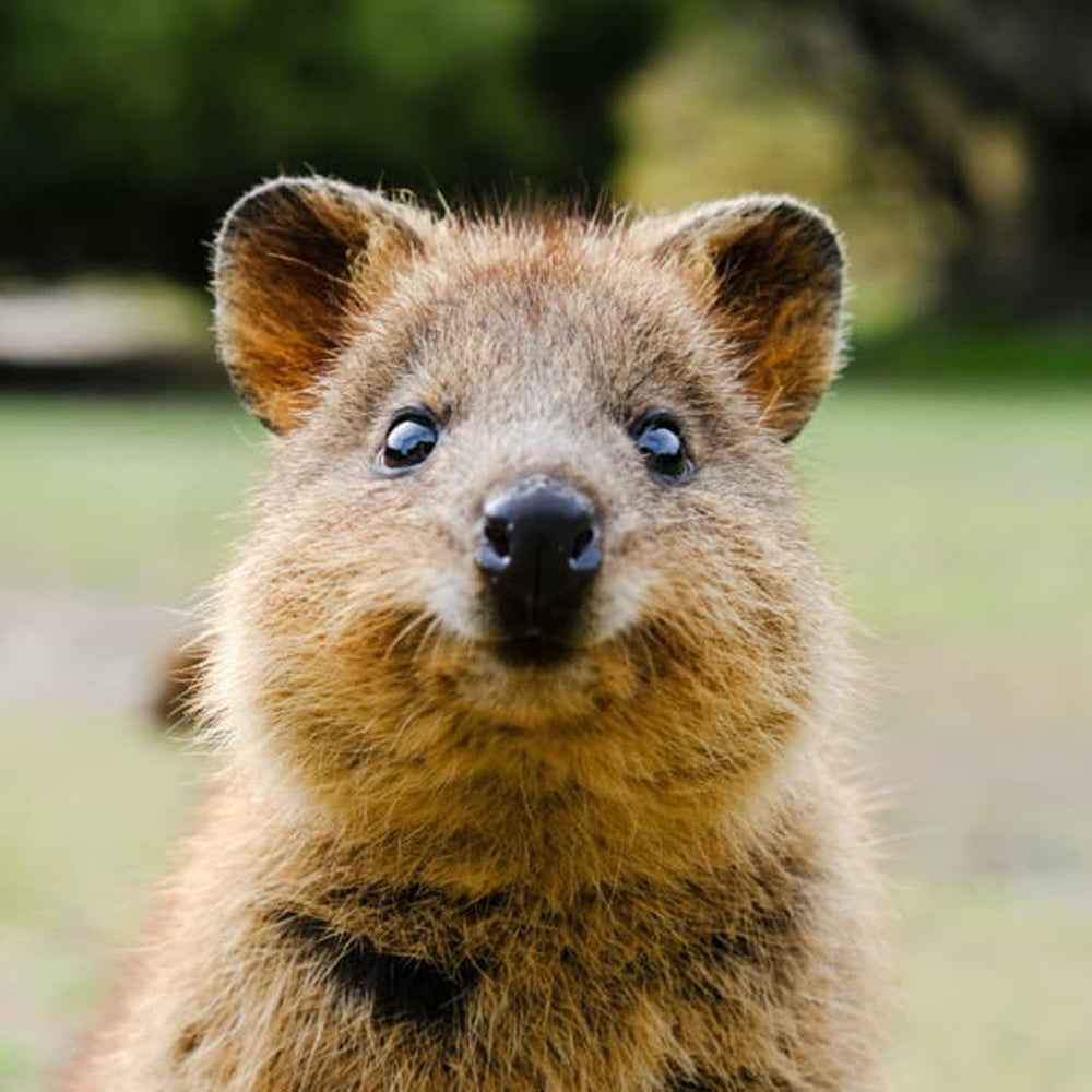 Why Quokkas Are The Happiest Animal In The World